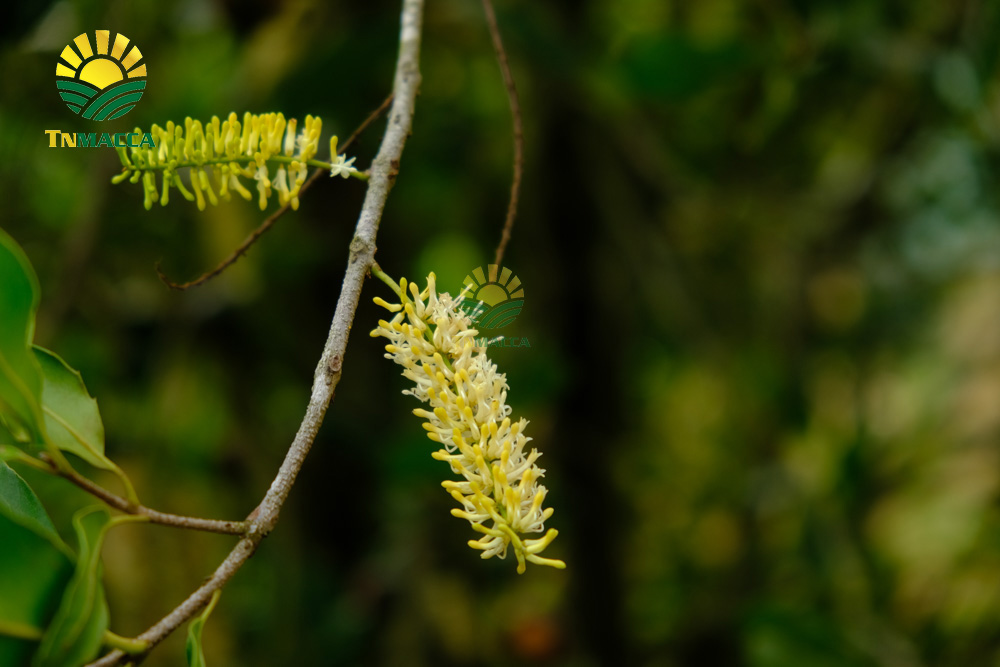 Hạt macca Úc :  4 đặc điểm , ưu điểm và hạn chế của macca úc 